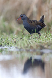 水铁路 rallus aquaticus