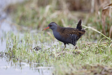 水铁路 rallus aquaticus