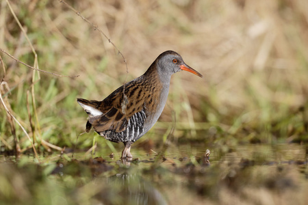 水铁路 rallus aquaticus