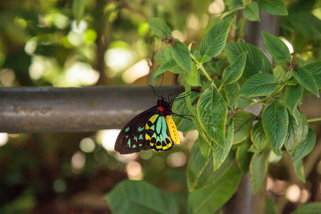 凯恩斯 birdwing 蝴蝶 Ornithoptera euphorion 栖息在花园的一棵树上。这个物种是澳大利亚特有的。