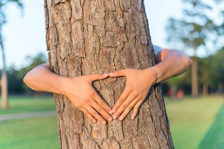 雄性的手在松树的树干周围形成一个心形.