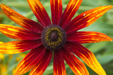 锥花的花头Rudbeckia。