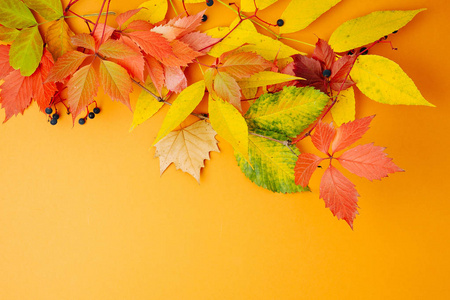 橙色背景的明亮的秋叶