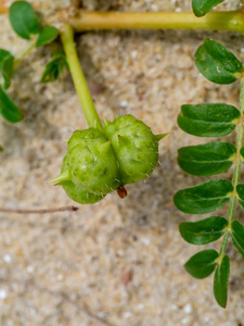 沙子上的魔鬼刺 (蒺藜植物) 的绿色种子照片
