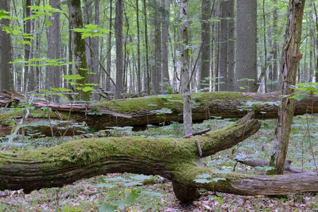 两棵破旧的橡树苔藓裹卧 amont hornbeams, Bialowieza 森林, 波兰, 欧洲