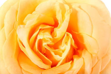 美丽的橙色玫瑰
