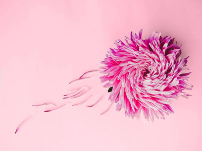 粉红色的花在背景上, 最小的概念, 顶部视图, 复制空间为您的文本分散花瓣组对象