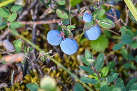成熟的蓝莓。浆果在亚马尔半岛苔原成熟