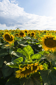 夏季 Suflowers 场