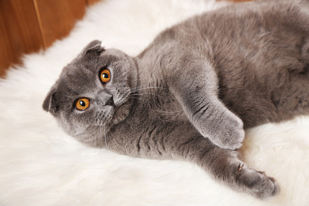 英国猫躺上木制背景的毛皮地毯图片