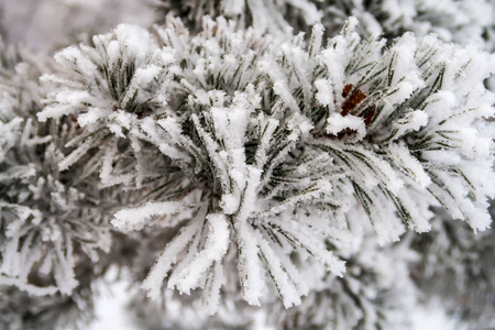 杉木树针上的积雪关闭了图片