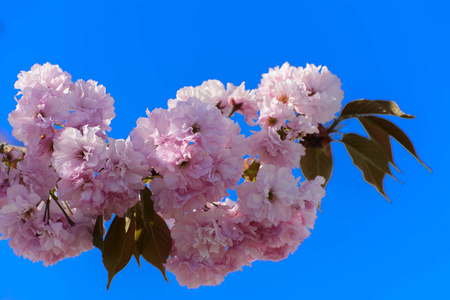 日本樱桃.景深浅.专注于花朵的中心照片