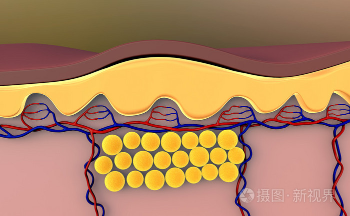 白色脂肪组织手绘图图片