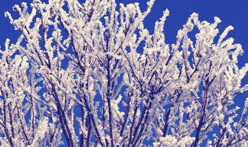 冬天的积雪覆盖树枝