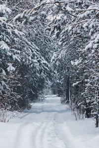 美丽的冬路在森林