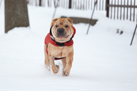 沙皮犬在雪中图片