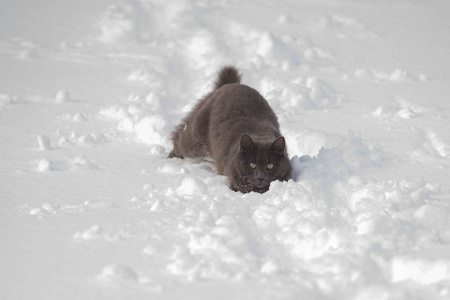 俄罗斯蓝灰漫步深雪