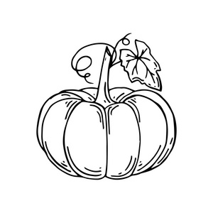 有机食品.手画的涂鸦大南瓜与树叶.矢量插图照片