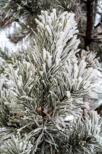 杉木树针上的积雪关闭了图片