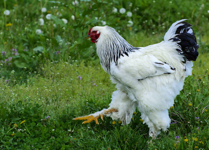 一只非常大的梵天鸡, 头上有一把红梳子, 黑色和白色的颜色在多汁的绿草的背景下放牧。