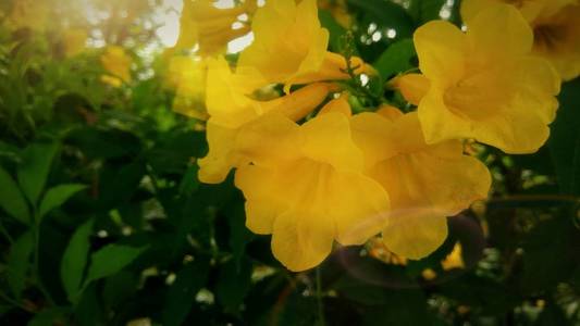 花园里的黄色花朵上的阳光
