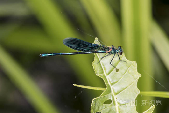 蓝蜻蜓坐在绿叶上侧面看