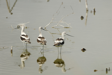 美国 avocet