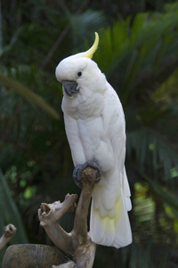 印尼的硫磺鹦鹉。硫冠鹦鹉有五个亚种 galerita 是白色的, 泛着淡黄色的耳羽和脸颊和喉咙的羽毛基部