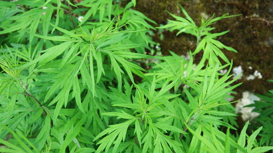 苦艾鼠尾草白色背景上孤立的山艾树树枝白色背景上孤立的山艾树树枝