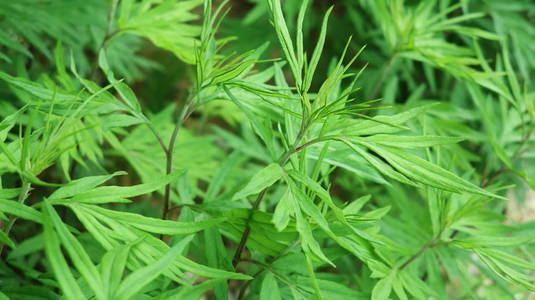 药用 植物 常见 新鲜 自然 苦艾酒 寻常型 药品 草本