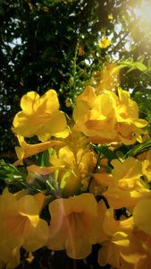 花园里的黄色花朵上的阳光