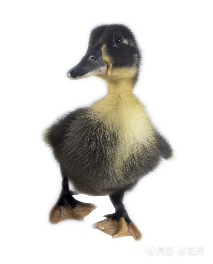 有趣的黑色小鸭