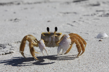 螃蟹在沙滩上照片