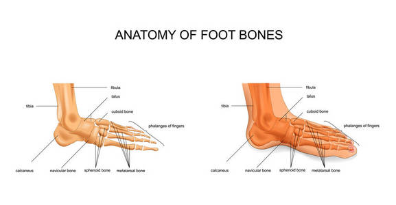 脚骨头的解剖学的向量例证