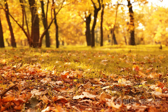 秋天的叶子在地面在美丽的公园