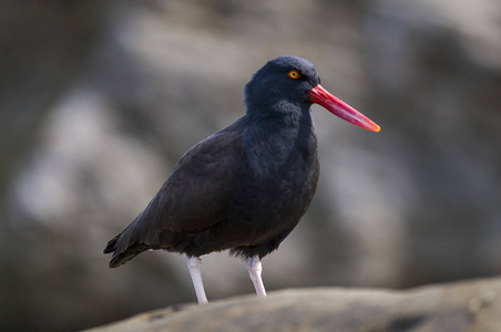 特写黑 Oystercatcher 鸟观