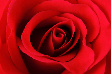 红玫瑰纹理