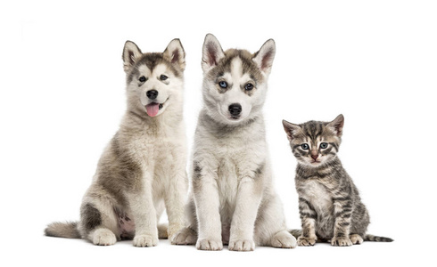 组狗, 西伯利亚赫斯基小狗, 阿拉斯加爱斯基摩小狗, 美国 Polydactyl 小猫, 在白色背景前