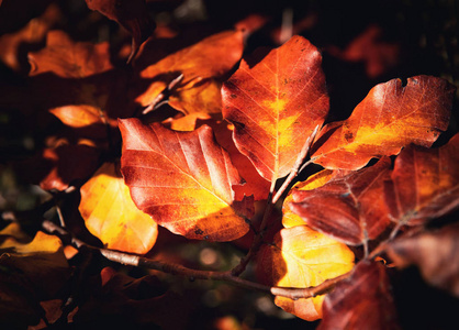 季节性自然背景秋天棕色叶子山毛榉