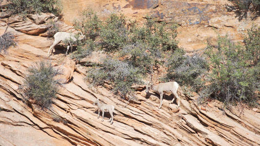 在峡谷内吃干燥植被的野生山羊家族