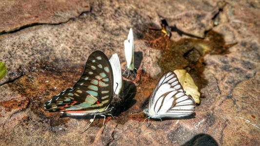 美丽的蝴蝶皇冠在泰国国家公园
