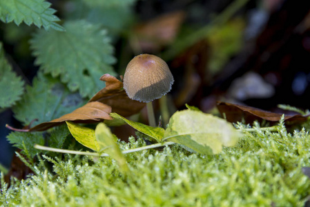 真菌在 Savernake 森林威尔特郡英国英国