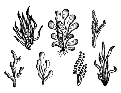 藻类菌类植物简笔画图片
