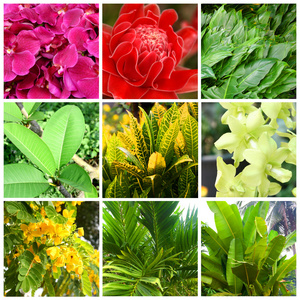 热带植物和花卉