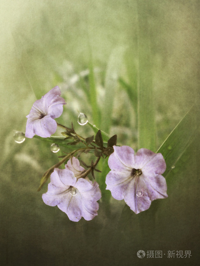 带露珠的花草图片大全图片