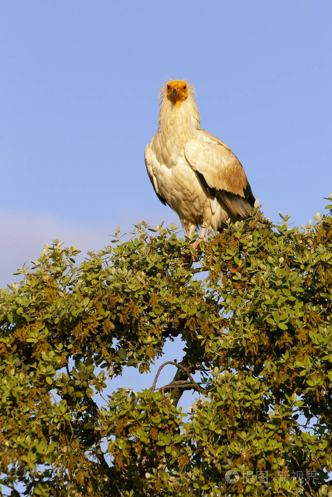 埃及秃鹫nephron percnopterus照片-正版商用图片08vols-摄图新视界