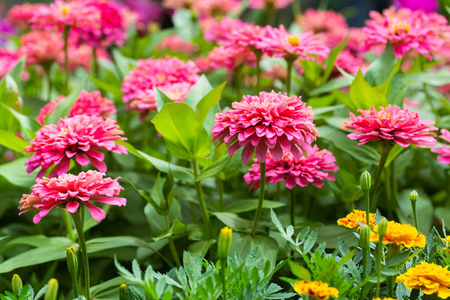 粉红色非洲菊, 花园里的巴伯顿菊花花