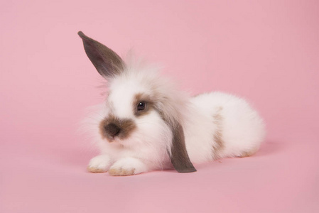 可爱的兔子躺在粉红色的背景, 一个耳朵向上和一只耳朵下来