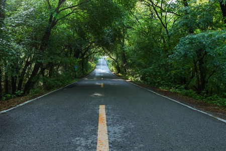 茂密森林中的森林道路图片