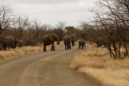 大象南非
